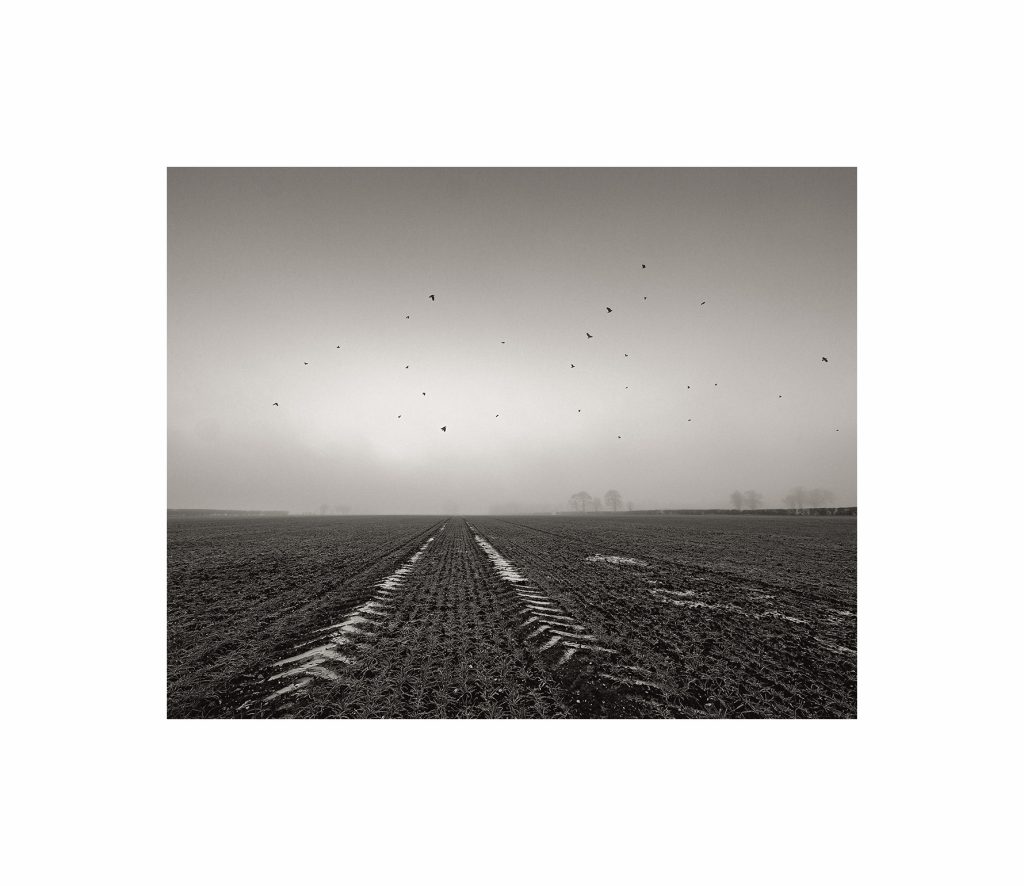 Crows over field, Full Sutton, East Yorkshire, England, 2023
