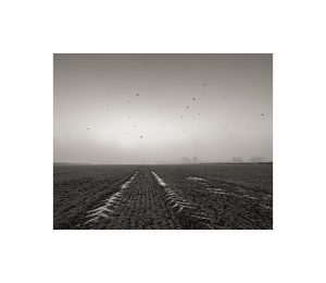 Crows over field, Full Sutton, East Yorkshire, England, 2023