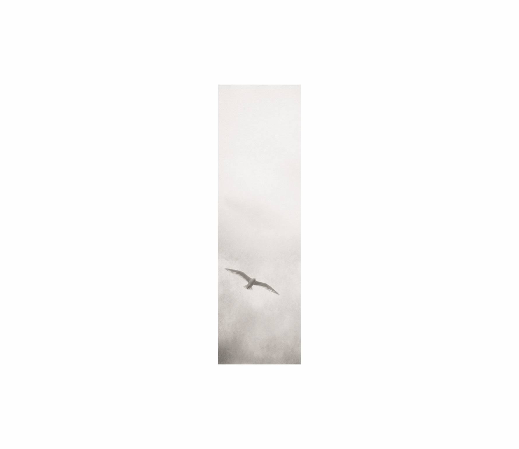Kittiwake against Sea Mist, St Abb's Head, Scotland, 2024