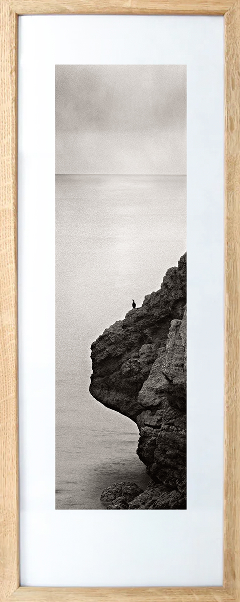 Cormorant, Waimie Bay, St Abb's Head, Scotland, 2025